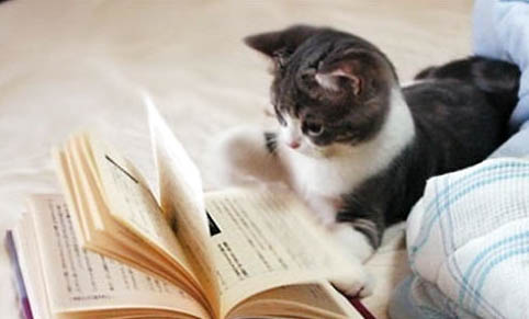 小猫喝牛奶拉稀怎么办