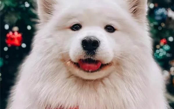 萨摩怀孕多久会生