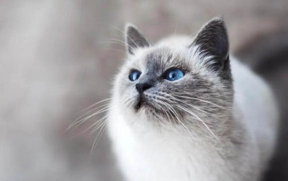 猫咪一个眼睛突然肿了怎么回事