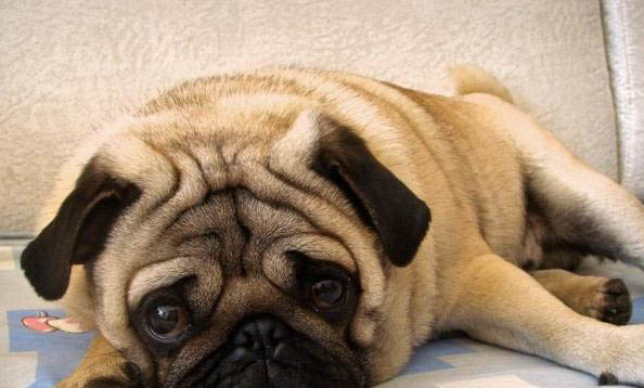 巴哥犬可以换主人吗
