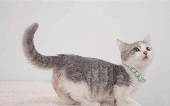 猫膀胱结石必须手术吗