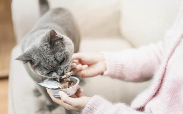 猫咪总流眼泪什么原因