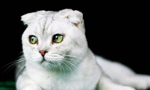 猫咪什么时候开始清耳螨
