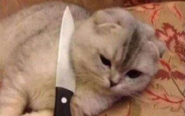 两个月的猫玩什么玩具