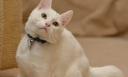 猫咪鼻子白