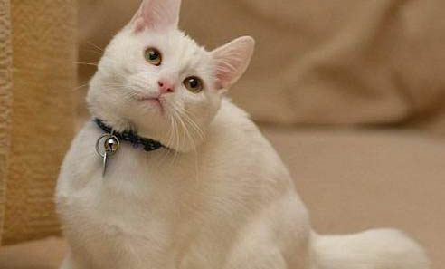 猫为什么会得猫瘟