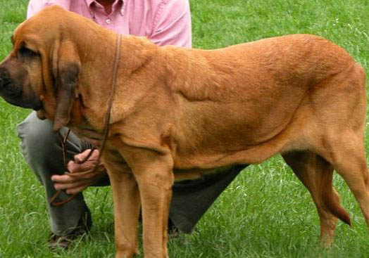 寻血猎犬眼睛红血丝的原因及处理方法