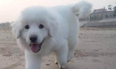 大白熊犬吐黄粘液的原因及处理方法
