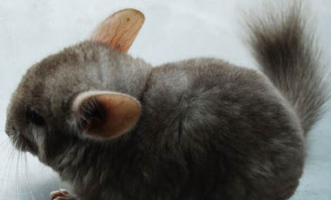怎样确定龙猫认主人了