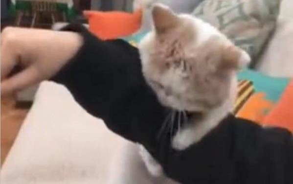 小猫一直叫是什么原因