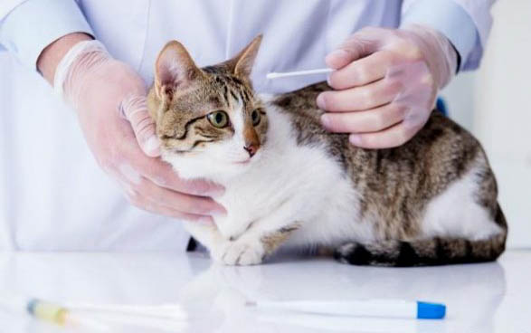 猫身上跳蚤会不会到人身上