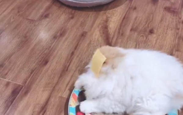 人的感冒会传染给猫吗