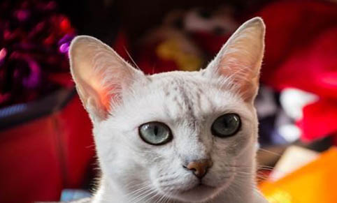 猫可以活到多少岁
