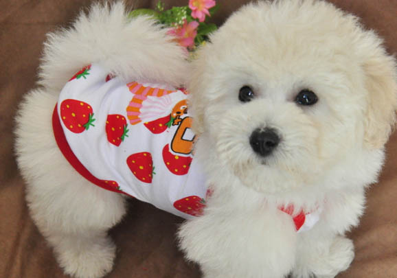 比熊是不是贵宾犬？