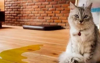 猫为什么会一直叫个不停
