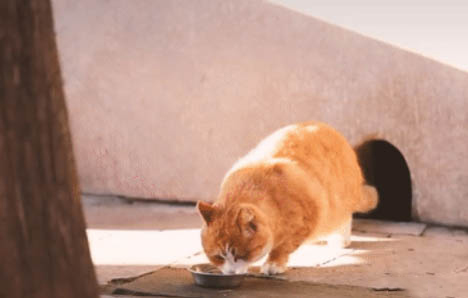 猫咪能不能吃玉米