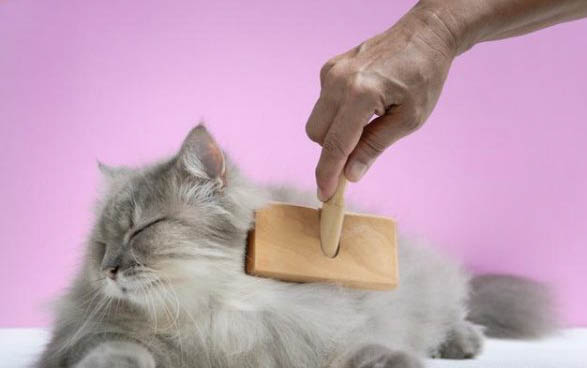 猫咪洗耳液可以用什么代替