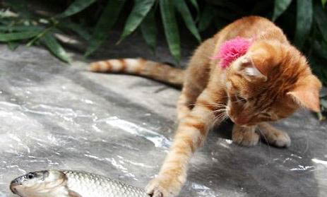猫咪化毛膏多久吃一次