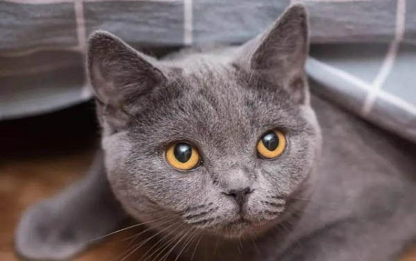 刚养的猫怎么培养感情