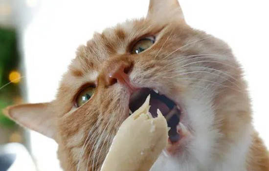 猫咪绝孕后应该怎么护理