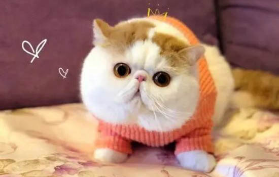 加菲猫不舒服的表现?加菲猫可以吃什么