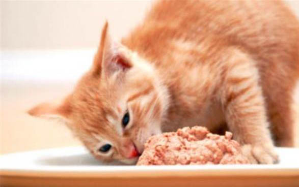 领养猫咪在哪里领养,免费吗