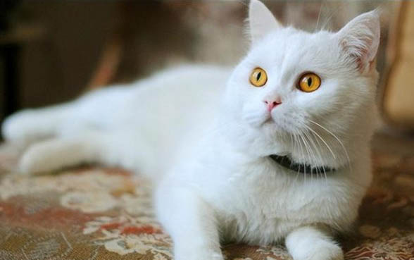 猫像狗一样吐舌头喘气怎么办?