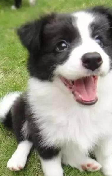 狗狗冬天洗澡多久一次