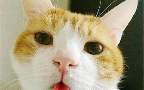 猫喉咙里一直呼噜呼噜