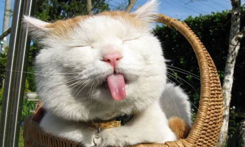 猫咪呕吐不吃东西是什么原因?