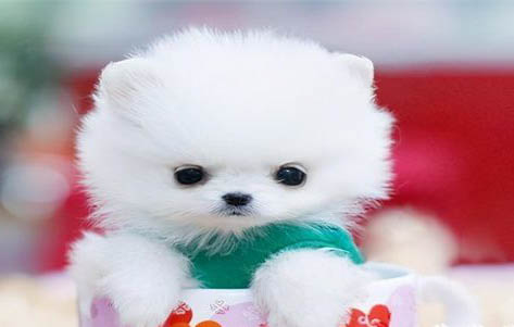 茶杯犬为什么不可以养