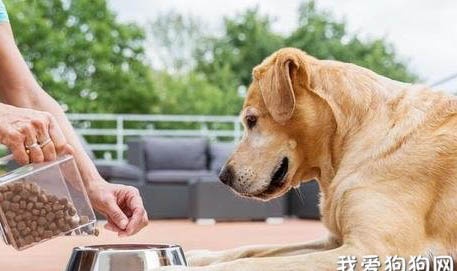 宠物狗：狗粮和自制狗粮哪个好