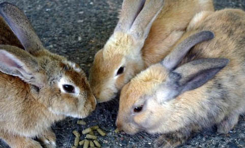 兔子可以吃豆角吗
