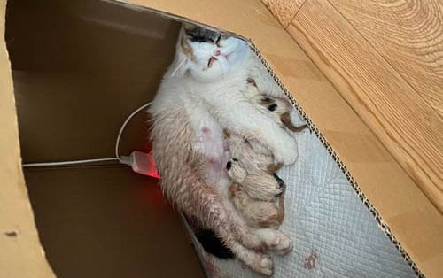 猫咪拉稀很臭怎么办?