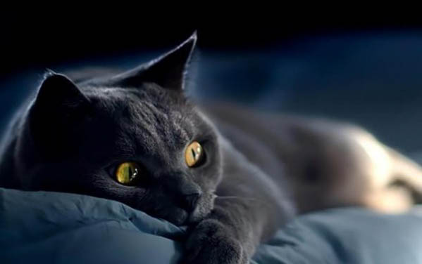 猫咪速诺能吃多久