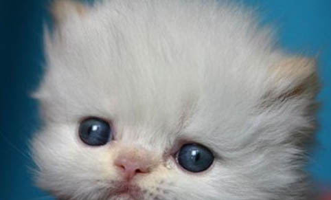 怀孕的猫咪总是蹭你还叫怎么回事