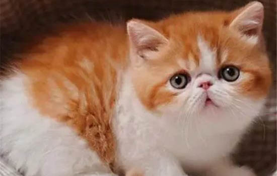 加菲猫吐黄水怎么回事