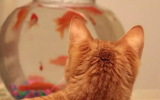 猫剃毛后多久可以长出来