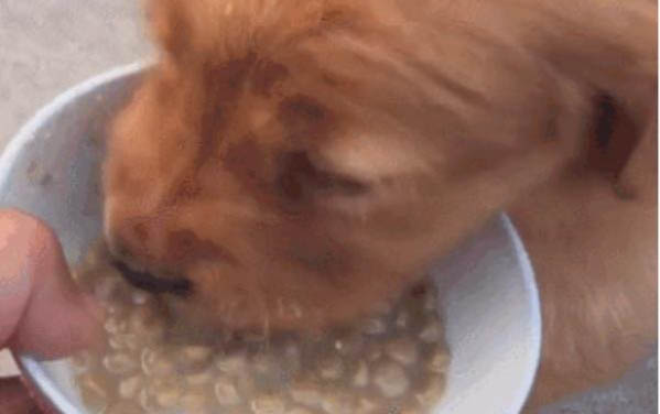 狗狗为什么流很多口水
