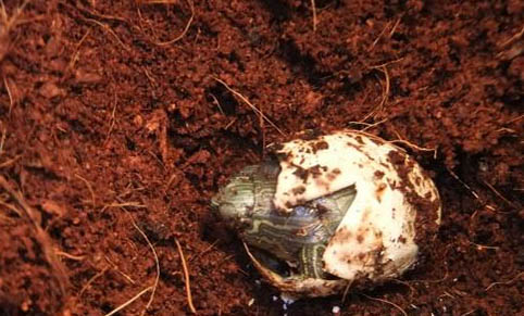 不知情放生了一只巴西龟