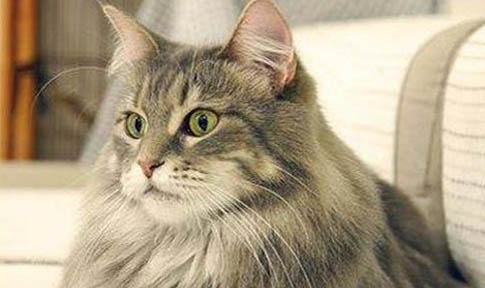 猫咪总是流眼泪是怎么回事