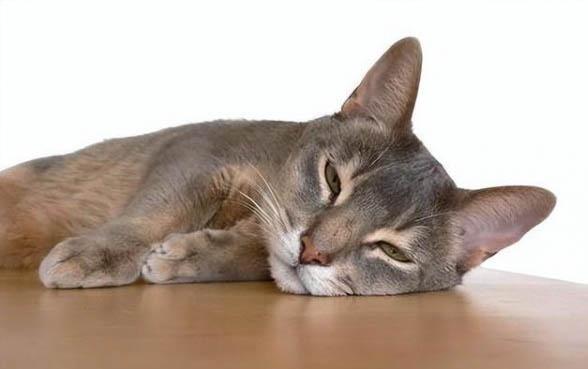 小猫特别爱睡觉正常吗