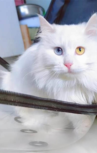 高地猫好养吗?为什么不能养呢?