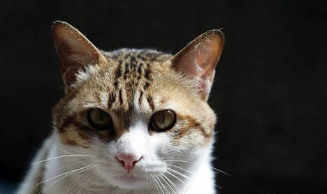 猫咪在猫砂盆里拉尿但不拉屎什么原因
