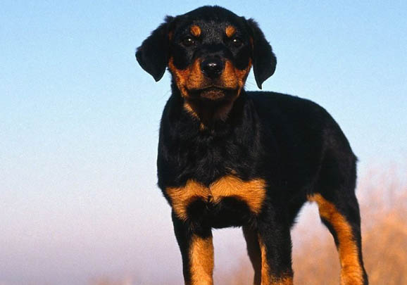 罗威纳犬禁养吗