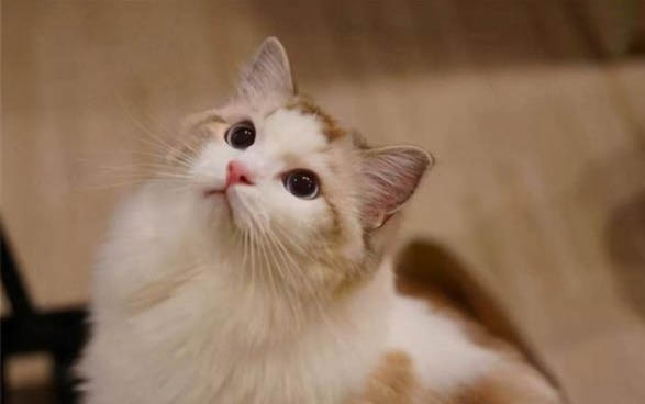 猫为什么会突然在床上拉尿