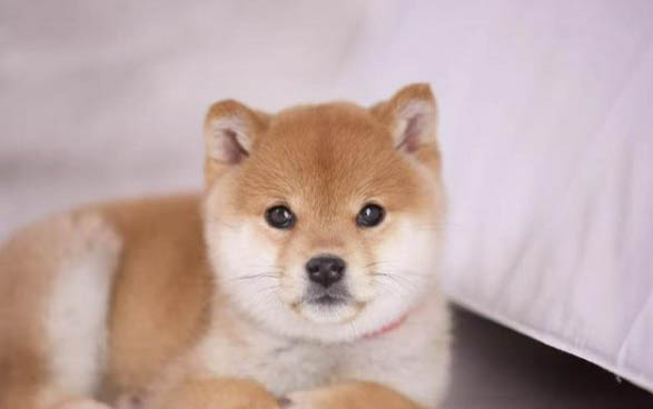 柴犬能活多久