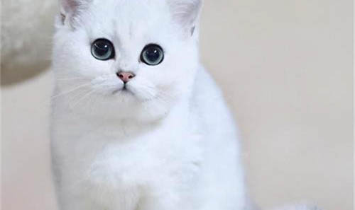 英国短毛猫打喷嚏流黄鼻涕的原因及处理方法