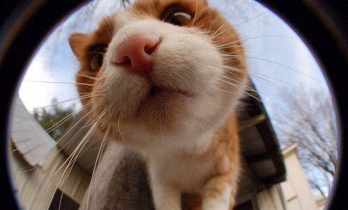 怎么预防猫咪毛球症