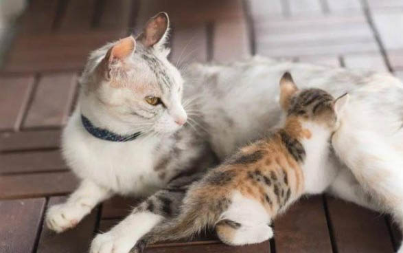 猫癣变黑是恶化还是好转?